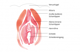 aeusseren weibliche geschelchtsorgane